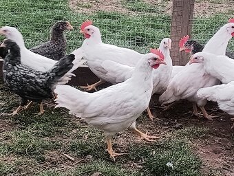 Kohout leghorn - 2