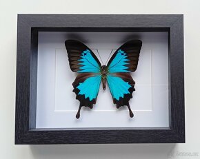 Motýli / brouk v rámečku - 2
