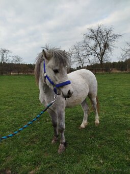 Welsh part bred pony wpb - 2