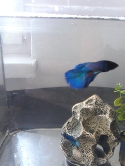 Bojovnice Betta - 2