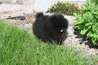 Pomeranian s PP - 2