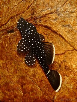 Ancistrus sp. L 181 (L213) - 2