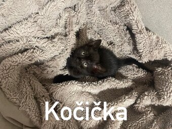 Koťata - 2