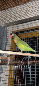 Agapornis hnědohlavý - 2