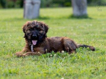 Briard s PP - 2