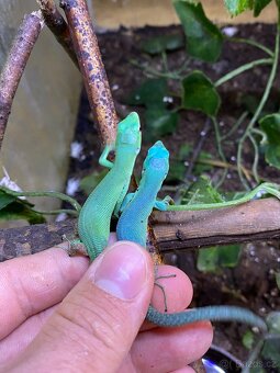Gastropholis Prasina - 2