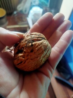 Vlašské ořechy - 2