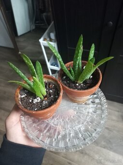 Mini Aloe Vera rostlinka - 2