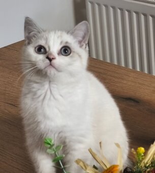 Britská koťátka - 2