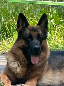 Německý ovčák- štěně fenka s PP - 2