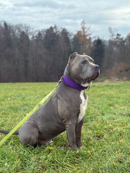 American bully kryti - 2