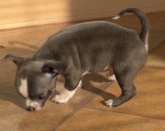 Krátkosrstá čivava - 2