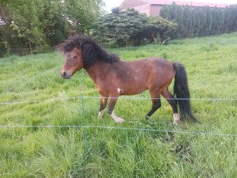 Ponny - 2