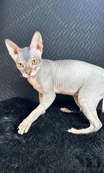 Don Sphynx PP - 2