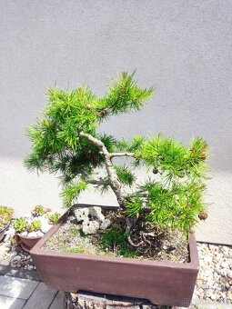 Tvarovaný strom, bonsai, niwaki, yamadori - 2