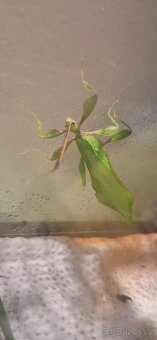 12ks Vajíčka Lupenitky filipínské - Phyllium sp./Leaf insect - 2