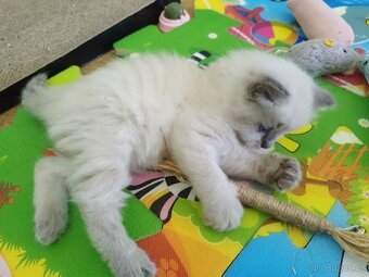 Ragdoll koťátka - 2