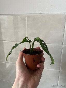 Monstera adansonii - 2