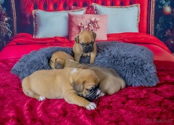 Štěňata francouzak + bordeaxska doga - 2