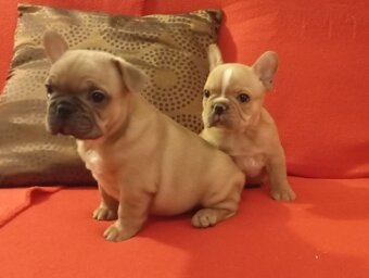 Francouzský buldoček - 2