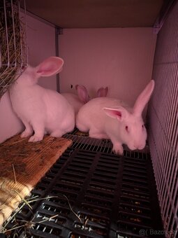 Brojleroví králíci - 2