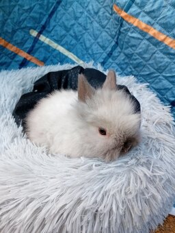 Zakrslý králíček teddy J1 - 2