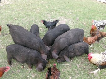 Nabízím činská prasata - 2