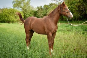 Prodám hřebce Appaloosa horse nar. v květnu 2023 - 2