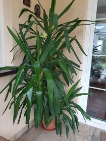 Pokojová rostlina Jucca, vysoká 210 cm - 2