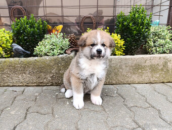 Akita inu s PP - 2