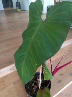 Philodendron Red - 2