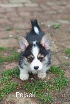 Welsh Corgi Pembroke, s PP FCI, NATURAL BOB - 2