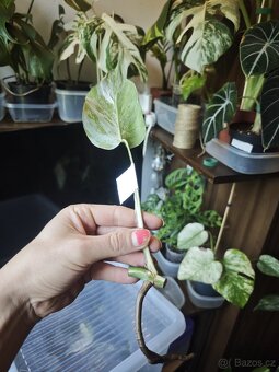 Monstera alba č.10 - 2