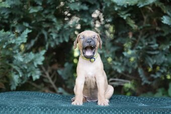 Rhodéský ridgeback s PP posledni volné štěňatka..vrh E - 2