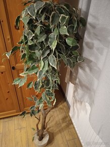 Prodám 2x umělá rostlina, výška cca 150cm - 2