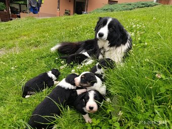 Border Kolie - 2