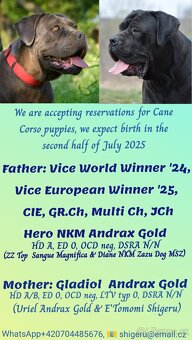 Cane Corso s PP (FCI) - 2