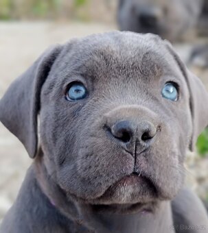 Cane corso s PP /FCI/ - 2