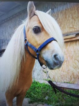 Pony plemenný žrebec - 2