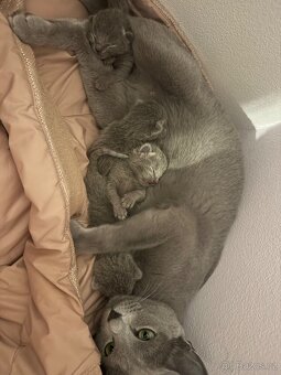 Ruská modrá mačka - 2