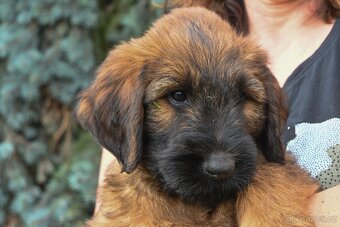 Briard plavý- štěňata, fenky - 2