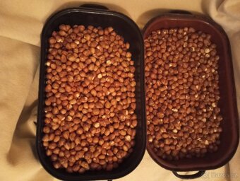 Lískové ořechy vyloupane - 2