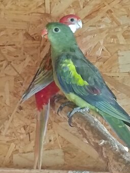 Papoušek horský - 2