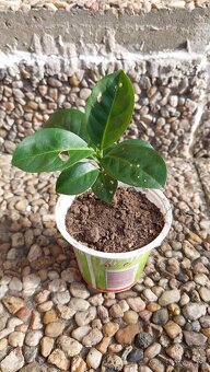 Bobkovišeň lékařská - 2