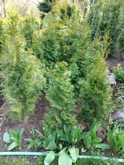 Túje Smaragd a thuja orientalis v Blansku - 2