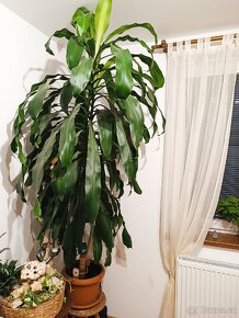 Dracena - 2