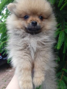 POMERANIAN - 2