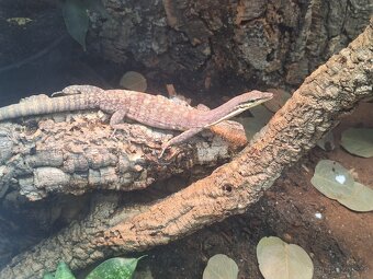 Varanus glauerti - 2