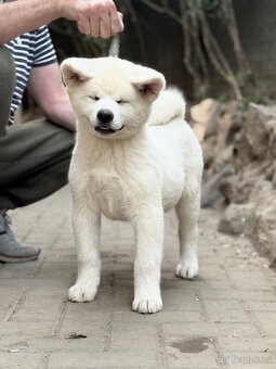 Akita Inu s průkazem původu - 2