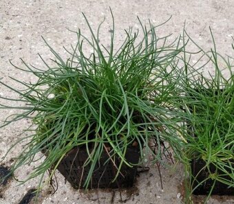 Littorella uniflora – vzácná jezírková rostlina - 2
